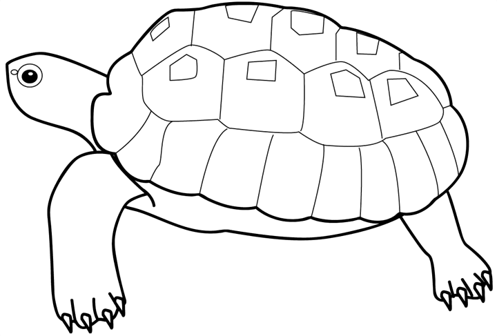 coloriage_20tortue_20001.gif